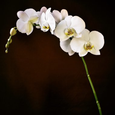 Phalaenopsis aphrodite orkide