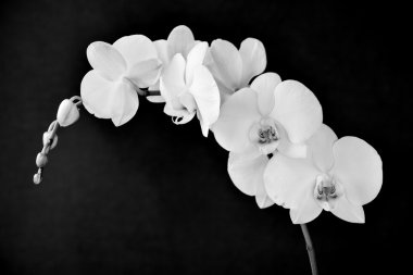 Phalaenopsis aphrodite orkide