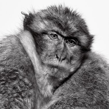 wild macaque in the Rock of Gibraltar, black and white clipart
