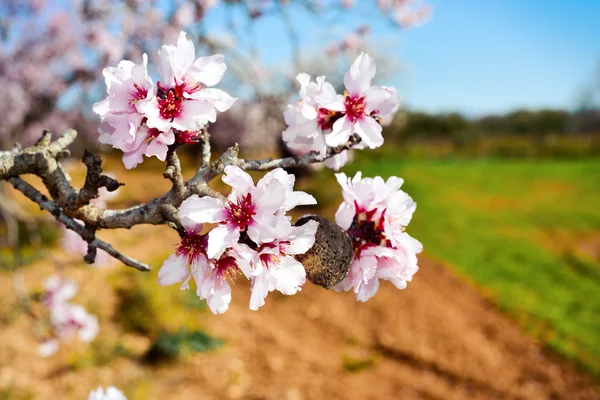 A teljes pompájában virágzó mandulafa — Stock Fotó