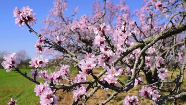 Blommade mandelträd vajande i vinden — Stockvideo