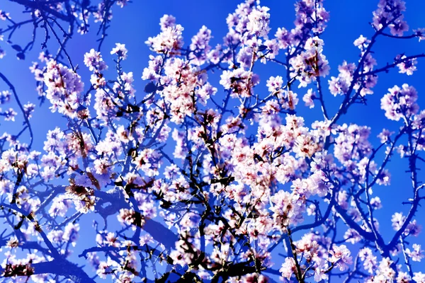 Doppelbelichtung von Mandelbäumen in voller Blüte — Stockfoto