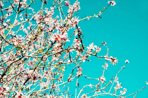 Migdale în floare completă — Fotografie, imagine de stoc