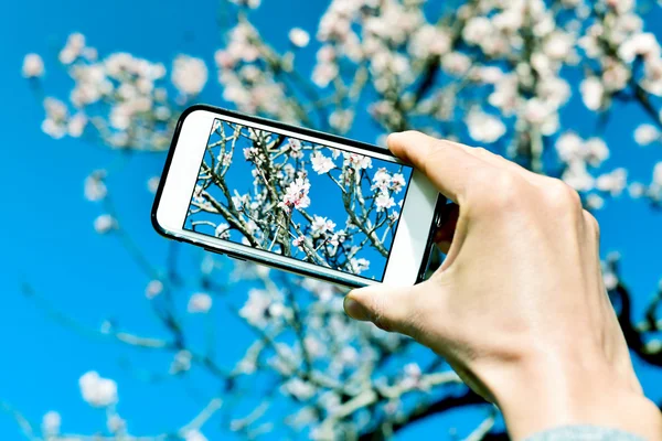 Nemen van een foto van een amandelboom in volle bloei — Stockfoto