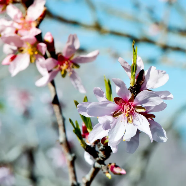 L'amandier en pleine floraison — Photo