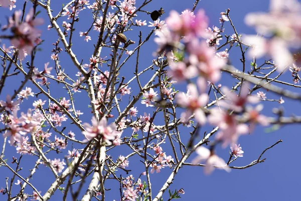 Almendro en plena floración — Foto de Stock