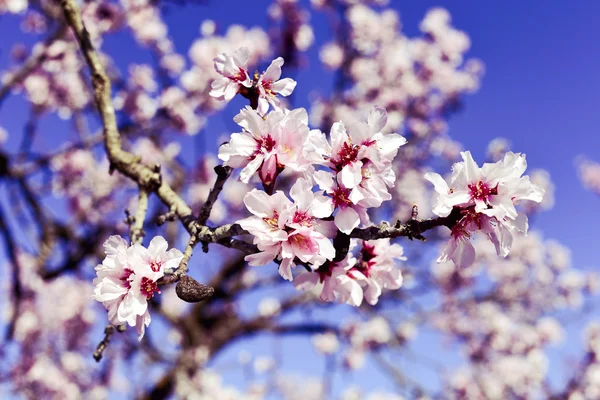 Mandelbaum in voller Blüte — Stockfoto