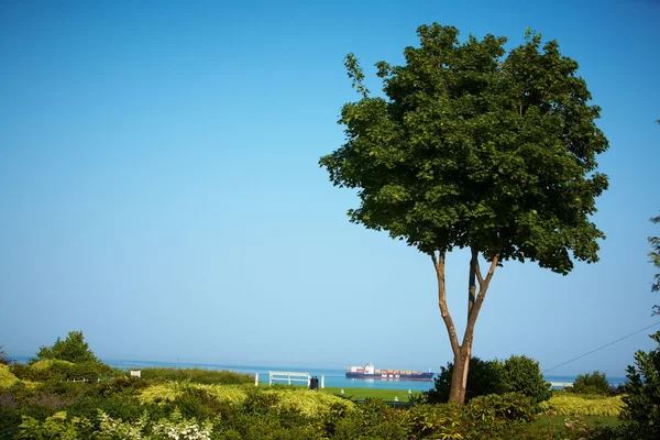 Barco en el mar enmarcado con árboles Imágenes de stock libres de derechos