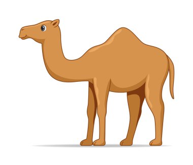 Dromedary deve hayvanı beyaz arka planda duruyor. Çizgi film biçimi vektör illüstrasyonu