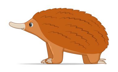 Beyaz arka planda duran Echidna hayvanı. Çizgi film biçimi vektör illüstrasyonu