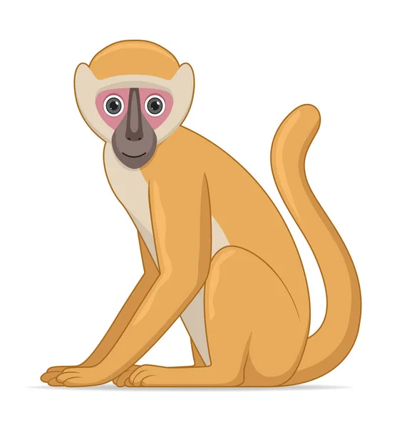 Vervet Mono Animal Sentado Sobre Fondo Blanco Dibujos Animados Estilo — Archivo Imágenes Vectoriales