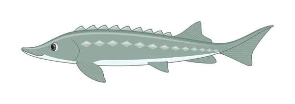 Russischer Störfisch Auf Weißem Hintergrund Vektorillustration Cartoon Stil — Stockvektor