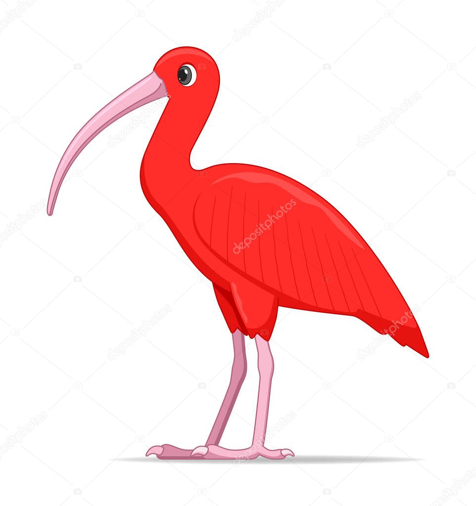 Red ibis bird on a white background. Cartoon style vector illustration
