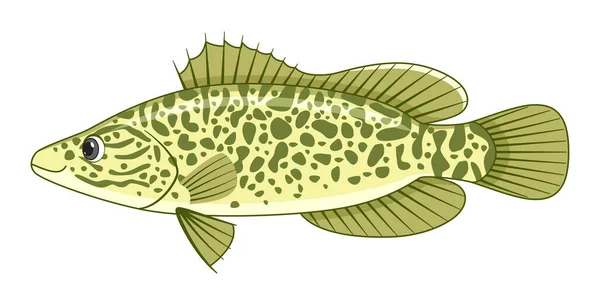 Ikan Cod Murray Pada Latar Belakang Putih Ilustrasi Vektor Gaya - Stok Vektor