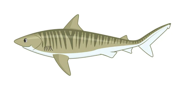 Poisson Requin Tigre Sur Fond Blanc Illustration Vectorielle Style Dessin — Image vectorielle