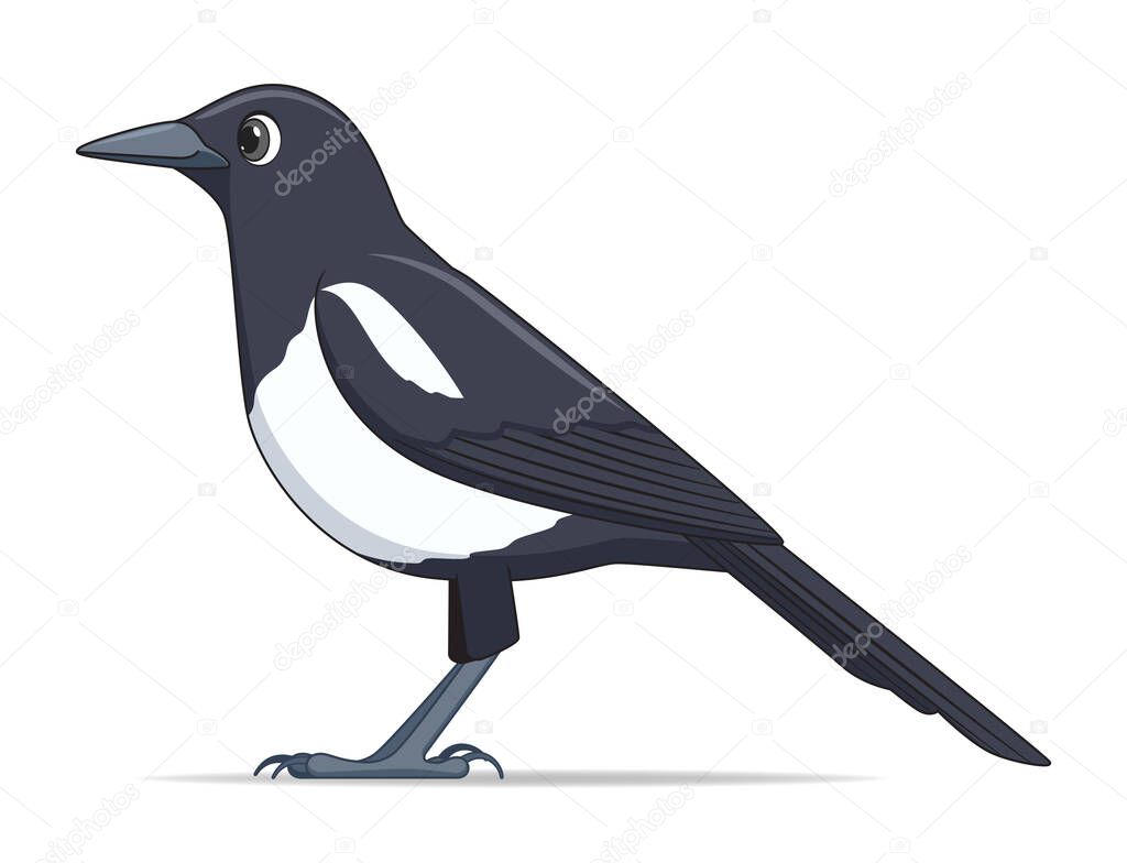Magpie bird on a white background. Cartoon style vector illustration