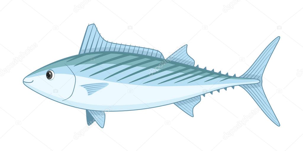 Atlantic bonito fish on a white background. Cartoon style vector illustration