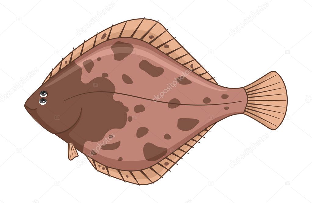 European flounder fish on a white background. Cartoon style vector illustration