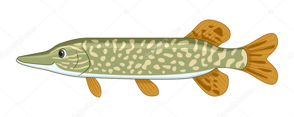 Pike fish on a white background. Cartoon style vector illustration — Stock Illustration Pike Fish White Background Cartoon Style Vector Illustration Stock Illustration