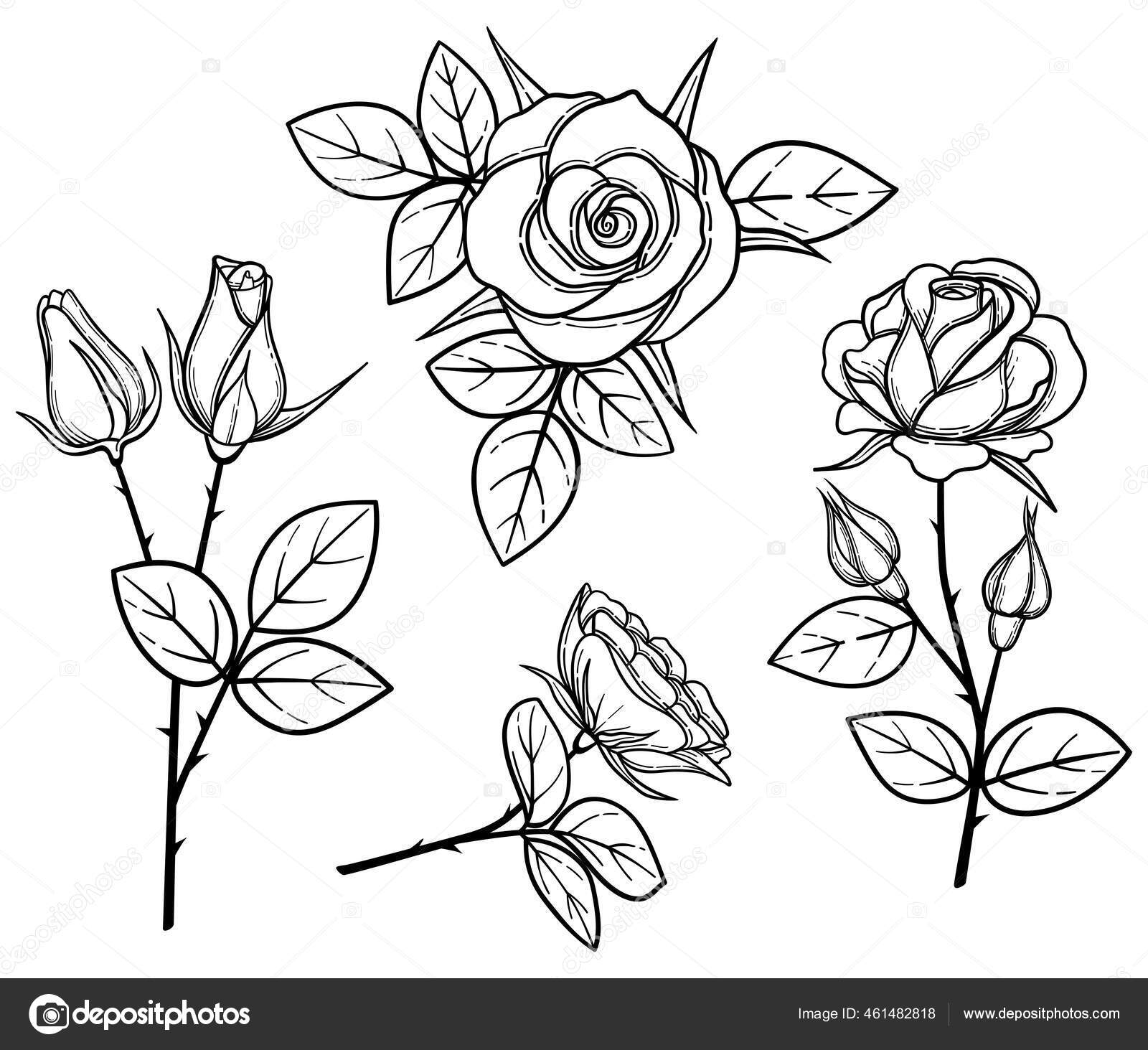 손으로 컬렉션 빈티지에 식물학적 가시와 잎으로 쪼아라 일러스트 스톡 벡터 - ©Genestro 461482818, image size:1600x1463