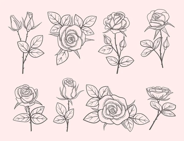Collection Roses Dessinées Main Fleurs Détaillées Style Gravé Croquis Fleurs — Image vectorielle