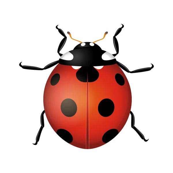 Ladybug Beetle Isolated White Background Realistic Vector Illustration — Stock Vector