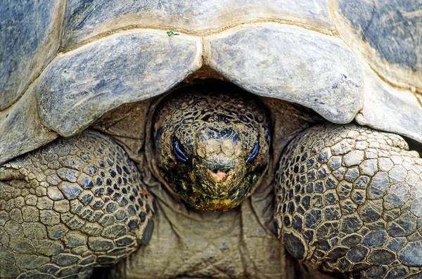 Primer plano de una tortuga — Foto de Stock