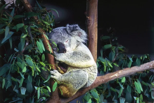 Koala vilar på eukalyptusträdet — Stockfoto