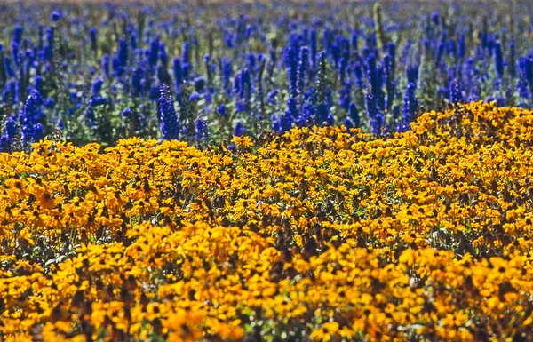 Campo en granja de flores — Foto de Stock