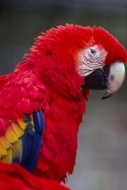 scarlet macaw yakın çekim