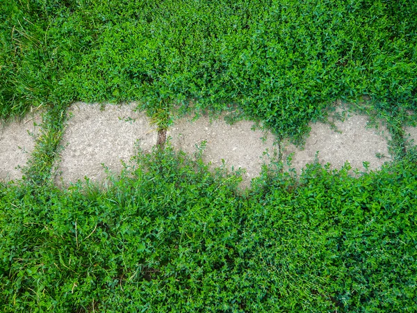 庭の経路 — ストック写真