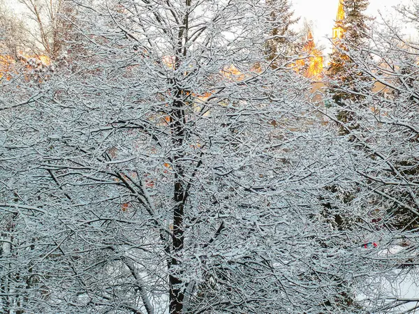 Frostige Bäume im Winter — Stockfoto