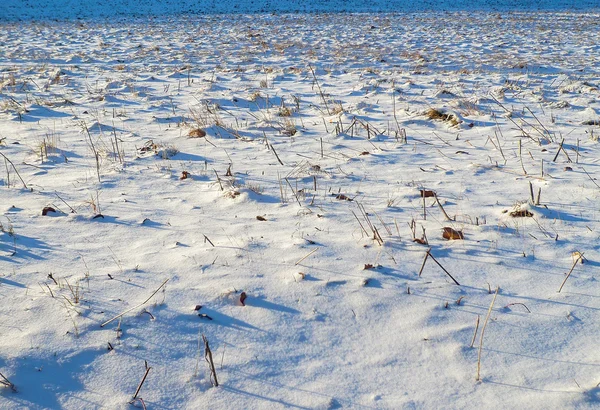 Fält i vinter — Stockfoto