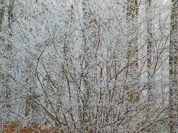 Frost på trær om vinteren – stockfoto