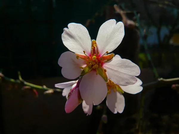 Amandel bloesem in tuin — Stockfoto