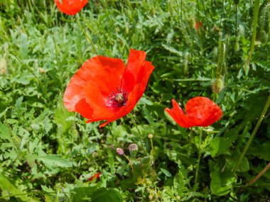 Bahçede çiçek haşhaş