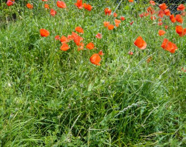 Bahçede çiçek haşhaş