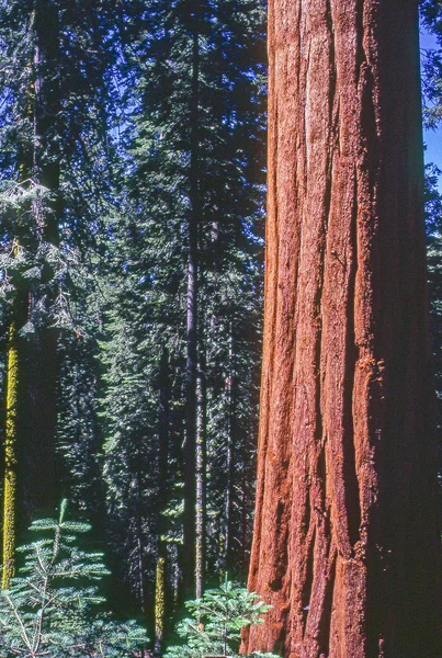 Sequoia träd i Kalifornien — Stockfoto