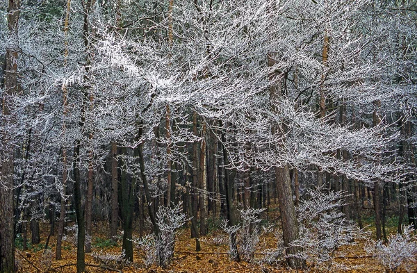 Winterwald mit Frost — Stockfoto