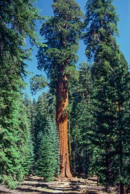 Dev sequoia California