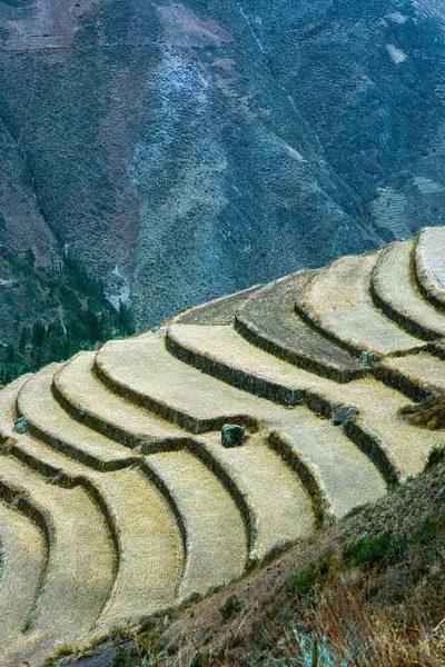 Agricultura em Pisco, Peru — Fotografia de Stock