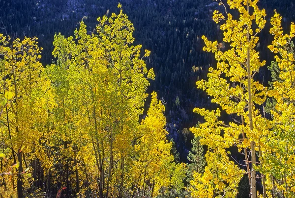 Foresta autunnale in Colorado — Foto Stock