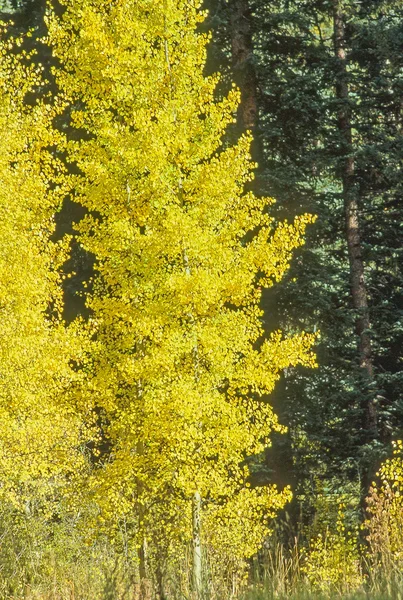 Aspen in autunno — Foto Stock