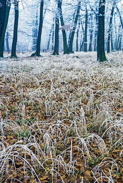 Grama gelada na floresta — Fotografia de Stock