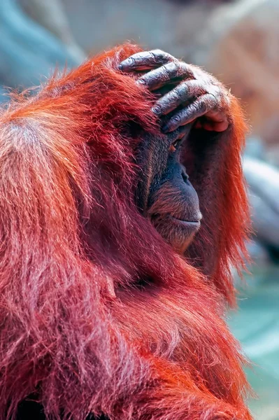 Detail Orangutam — Stock fotografie