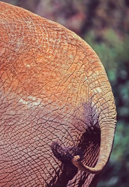 Close up of a elephant tail — Stock Photo, Image