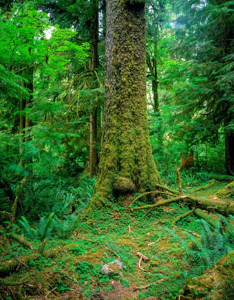 Skogen med ormbunke — Stockfoto