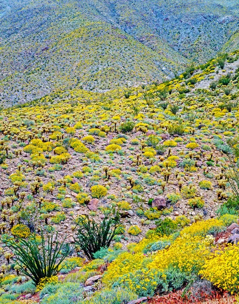 California çölün ortasında bahar