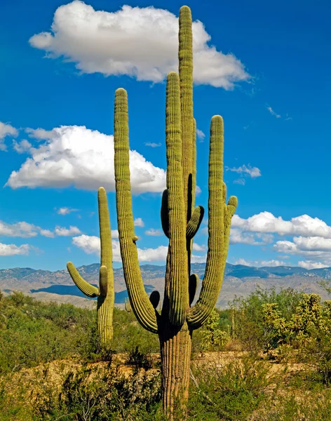 Gigantische saguaro, arizona Stockafbeelding
