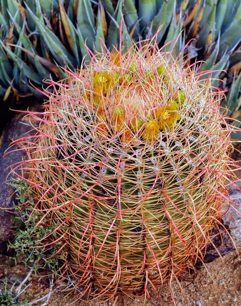 Cactus barril en el desierto — Foto de Stock